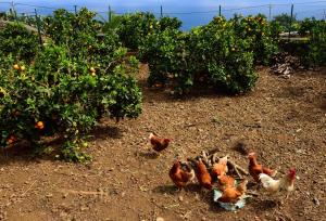 Casa Rural Tio Pedro