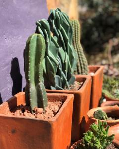 Las Lavandas Purmamarca