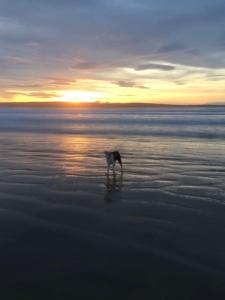 Dunes View, Cottage1, Dunnetbay accommodation