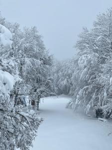 Deluxe Apartments Franjkovic 