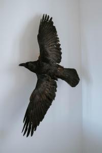 Ocean Views and Gorgeous Design in a Light-Filled 3 BDRM1.5 Bath Village Home