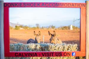 Donkieshoek Accommodation & Campsite, Calvinia