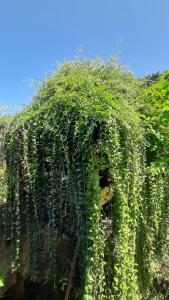 GRANDIFLORA safari resort