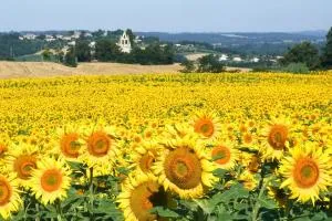 Gîte Belsoulel au cœur du Tarn - Giroussens