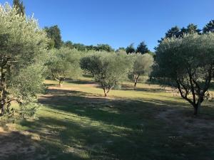 Villas Mas des Oliviers : photos des chambres