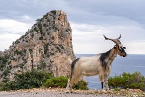 Villa Costa Caddu img16