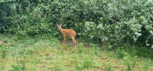 Villa met grote tuin in de duinen nabij het strand
