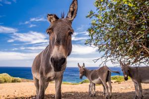 Villa Costa Caddu img28