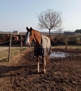 B&B / Chambres d'hotes Mas Palegry Suite avec vue sur jardin : photos des chambres