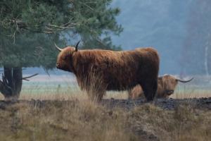 Vakantieverhuur Noordwolde