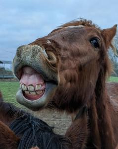 Maisons de vacances Le Gite du Haras d'Havetot : photos des chambres