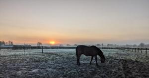 Maisons de vacances Le Gite du Haras d'Havetot : photos des chambres