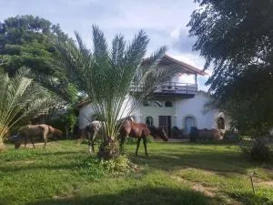 Horse Inn - Posada - سامايباتا