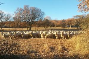 Maisons de vacances Gite les Granges dans ferme provencale. 14 pers : photos des chambres