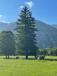Ferienwohnung Geigelsteinblick