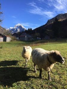 Chalets Gite ferme en permaculture avec ses animaux : photos des chambres