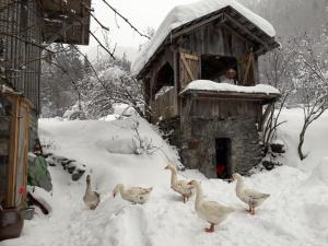 Chalets Gite ferme en permaculture avec ses animaux : photos des chambres