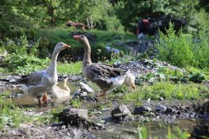 Chalets Gite ferme en permaculture avec ses animaux : photos des chambres