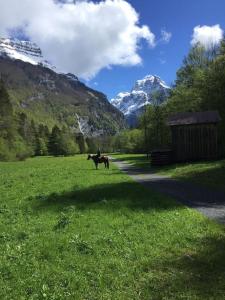 Chalets Gite ferme en permaculture avec ses animaux : photos des chambres