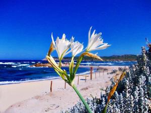 La Liccia - Camping&Village img29