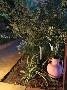 Purple_Rose_Apartment