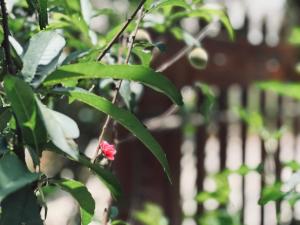 Simplewoods Homestay in Da Lat