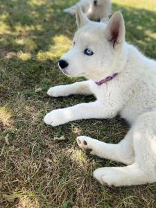 Maisons de vacances gite des huskys : photos des chambres