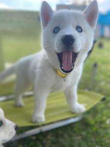 Maisons de vacances gite des huskys : photos des chambres