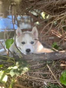 Maisons de vacances gite des huskys : photos des chambres