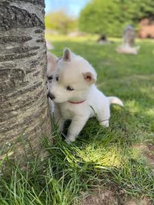 Maisons de vacances gite des huskys : photos des chambres