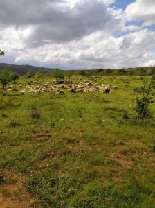 Casa de Campo - Casa da Ribeira