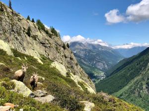 Appartements Le calme, le confort, la nature, skis aux pieds, a 15 kilometres de Chamonix : photos des chambres