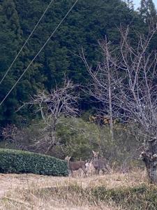 かげやんのいえ　KAGEYAN NO IE