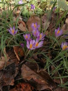 Magnifique lodge dans la forêt de Fontainebleau