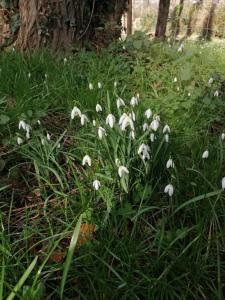 Magnifique lodge dans la forêt de Fontainebleau