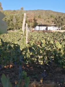 Apalta Lofts, disfruta frente a viñedos