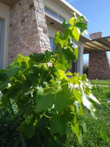 De Alma Tinta - Petit Chalet