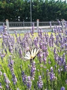 Appartamento Lavanda - Casa vacanza nel Delta del Po