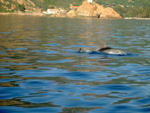 Hotels Capo D'orto - Porto - Corse : photos des chambres