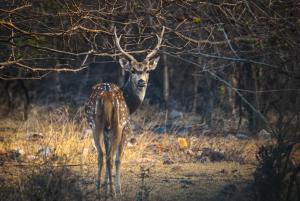 Tranquility homestay