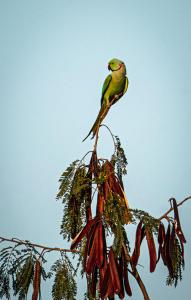 Tranquility homestay