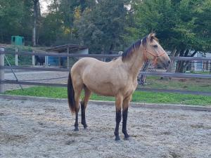 Sejours chez l'habitant Repos rouge-plaisir au milieu des chevaux : photos des chambres