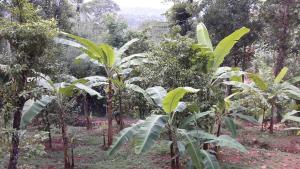 Zees Garden