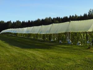 Mornamaa puumaja Pesä 1