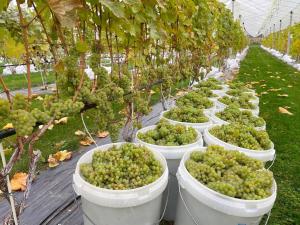 Mornamaa puumaja Pesä 1