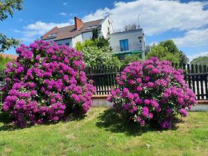 Czerwony Kamień RUBIN