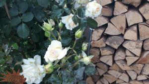 Apartmenthaus STYRIA