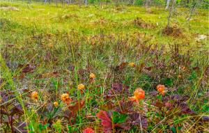 Cozy Home In Särna With Sauna