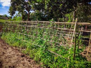 Red orchid pai Thailand