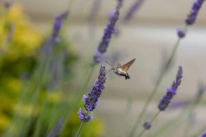 Logis de LANGE apt les Ecureuils
